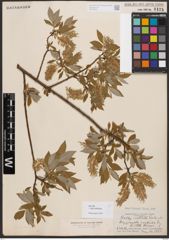 Salix bebbiana Sarg.